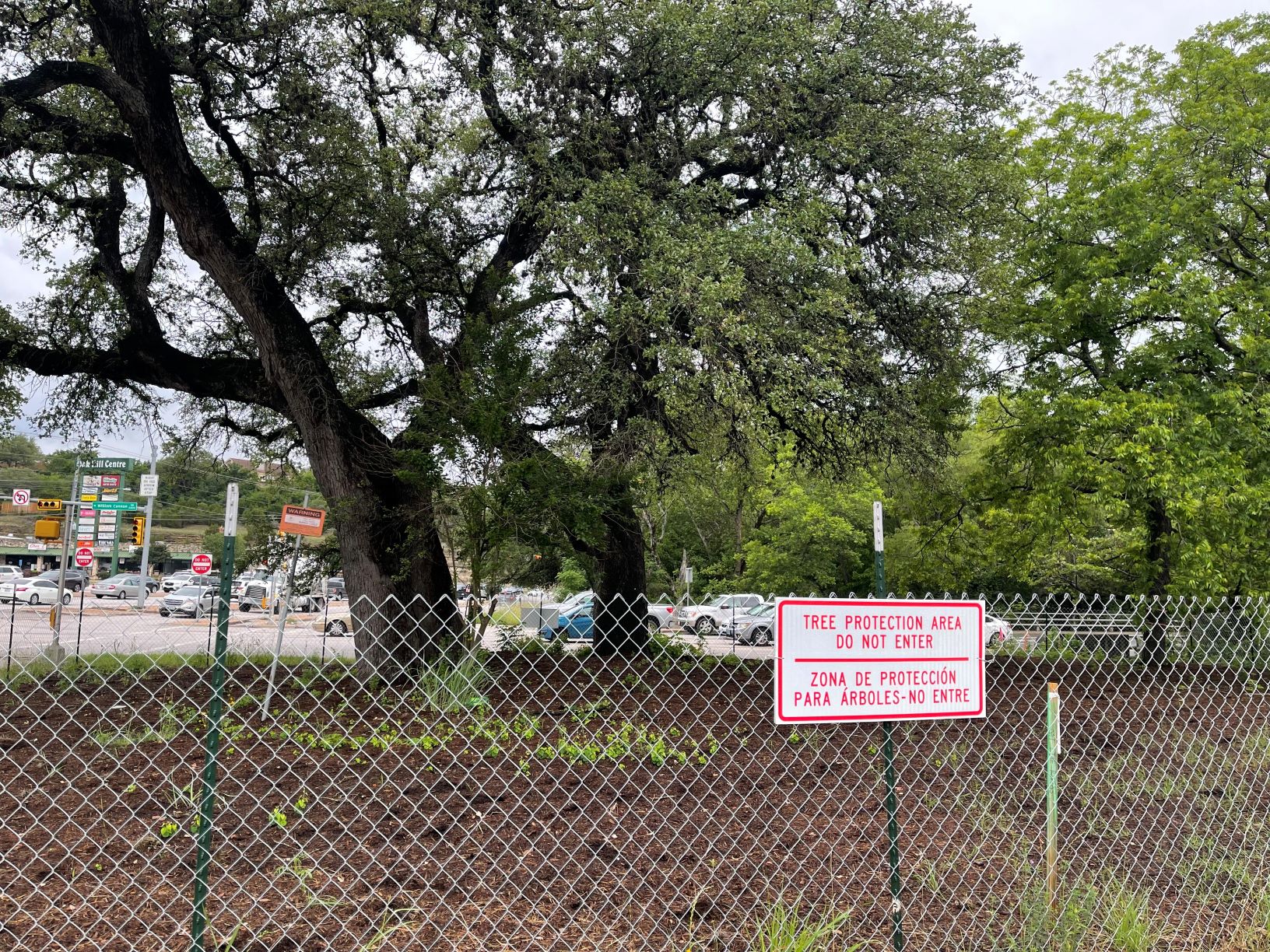 Iconic trees “The Nieces” remain fenced off in a dedicated “Tree Protection Area” near William Cannon Boulevard, May 2021